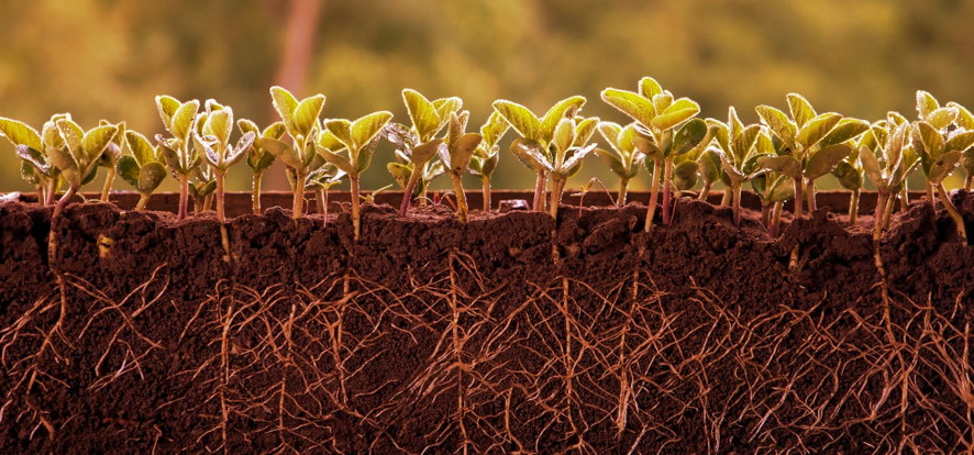 Fertilizantes orgânicos compostos recuperam o solo e simplificam manejo na horticultura